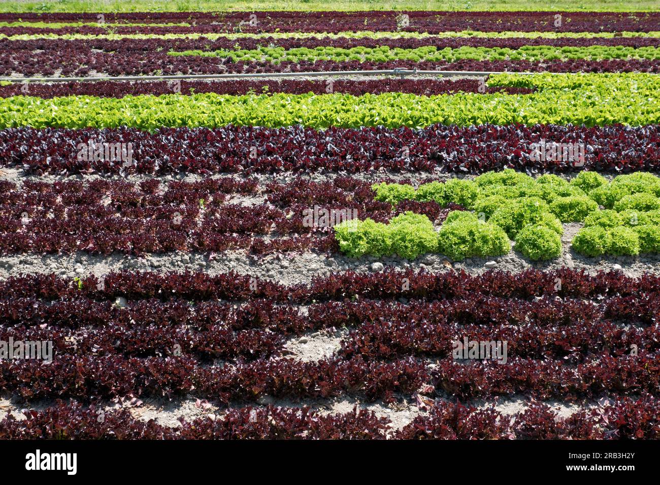 Insel Reichenau, Deutschland: salatfeld lollo bianco und Lollo rosso Stockfoto