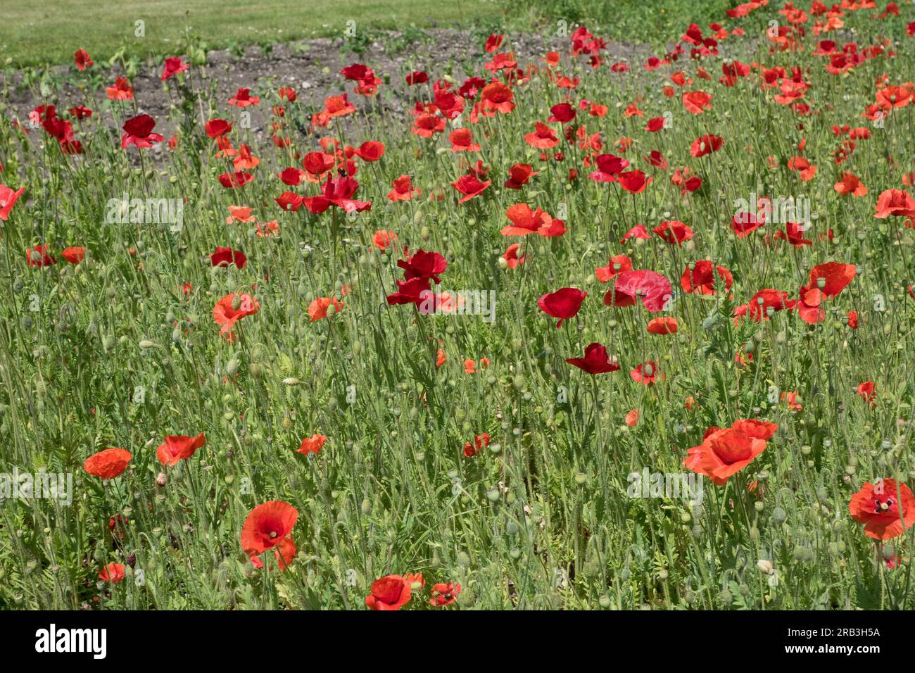 Insel Reichenau, Deutschland: Mohn (Papaver rhoeas, Gemeine Mohn, Maismohn, Maisrosa, Feldmohn, Flandern Mohn, Rotmohn) Stockfoto