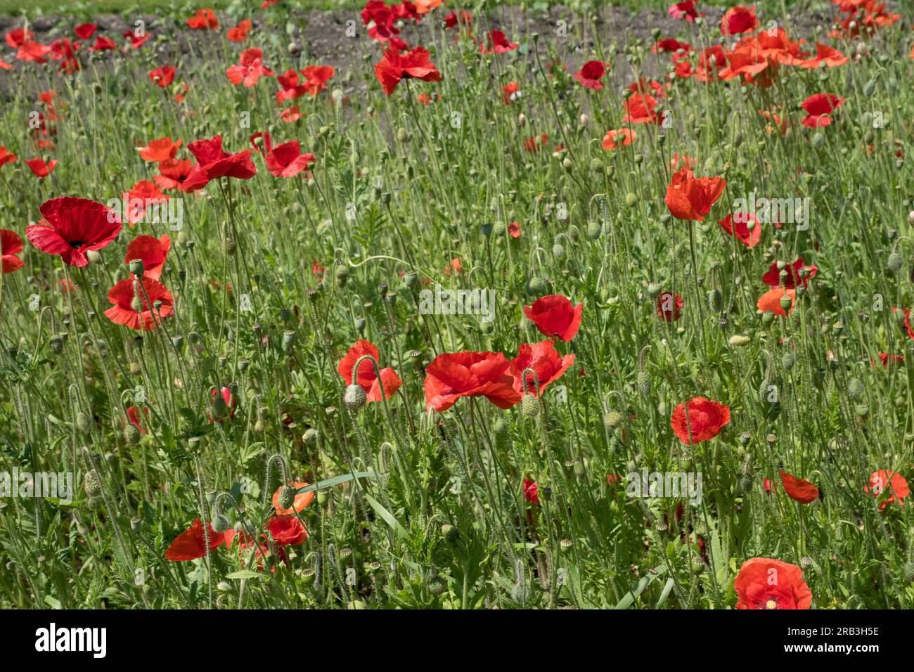 Insel Reichenau, Deutschland: Mohn (Papaver rhoeas, Gemeine Mohn, Maismohn, Maisrosa, Feldmohn, Flandern Mohn, Rotmohn) Stockfoto