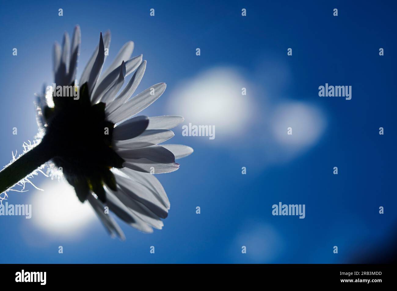 Atemberaubende Nahaufnahme einer Butterblume in der Frühlingssonne Stockfoto