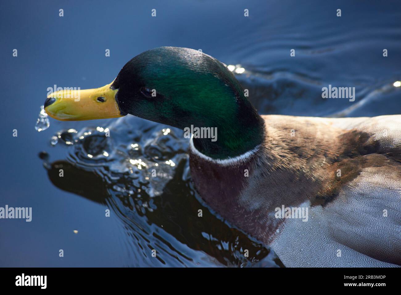 Nahaufnahme des Kopfes einer männlichen Ente im Teich bei Sommersonne Stockfoto