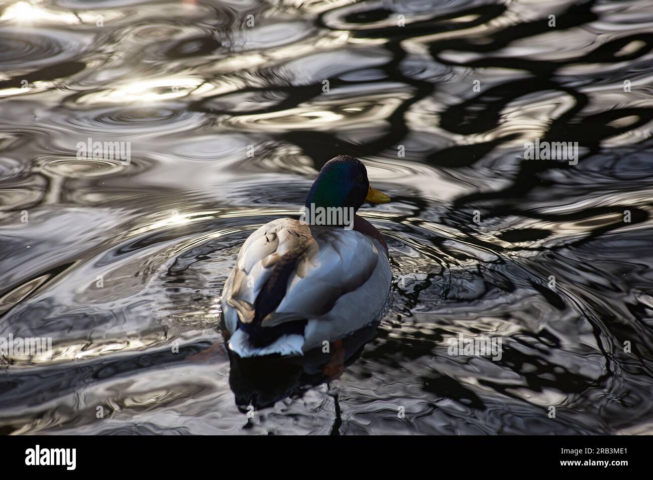 Ente wäscht sich im Wasser, während die Sonne um ihn herum glitzert Stockfoto
