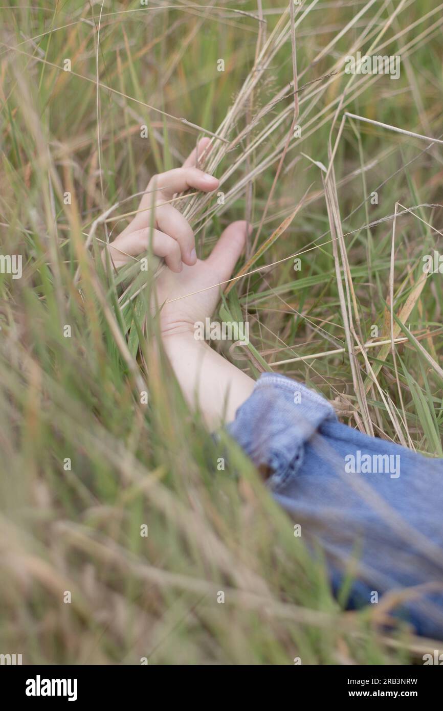 Hand hält langes Gras Stockfoto