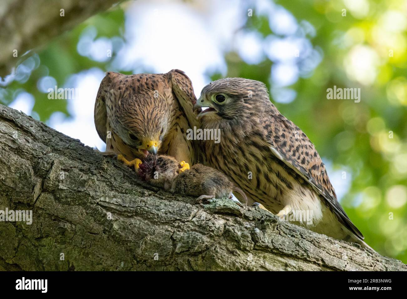 Ein Falke bringt seiner Familie eine Wühlmaus zum Essen. London, England: Ein KOMISCHES Bild von einem Falkenmädchen, das eine Libelle isst, lässt den Vogel aussehen wie: "Die Ca Stockfoto