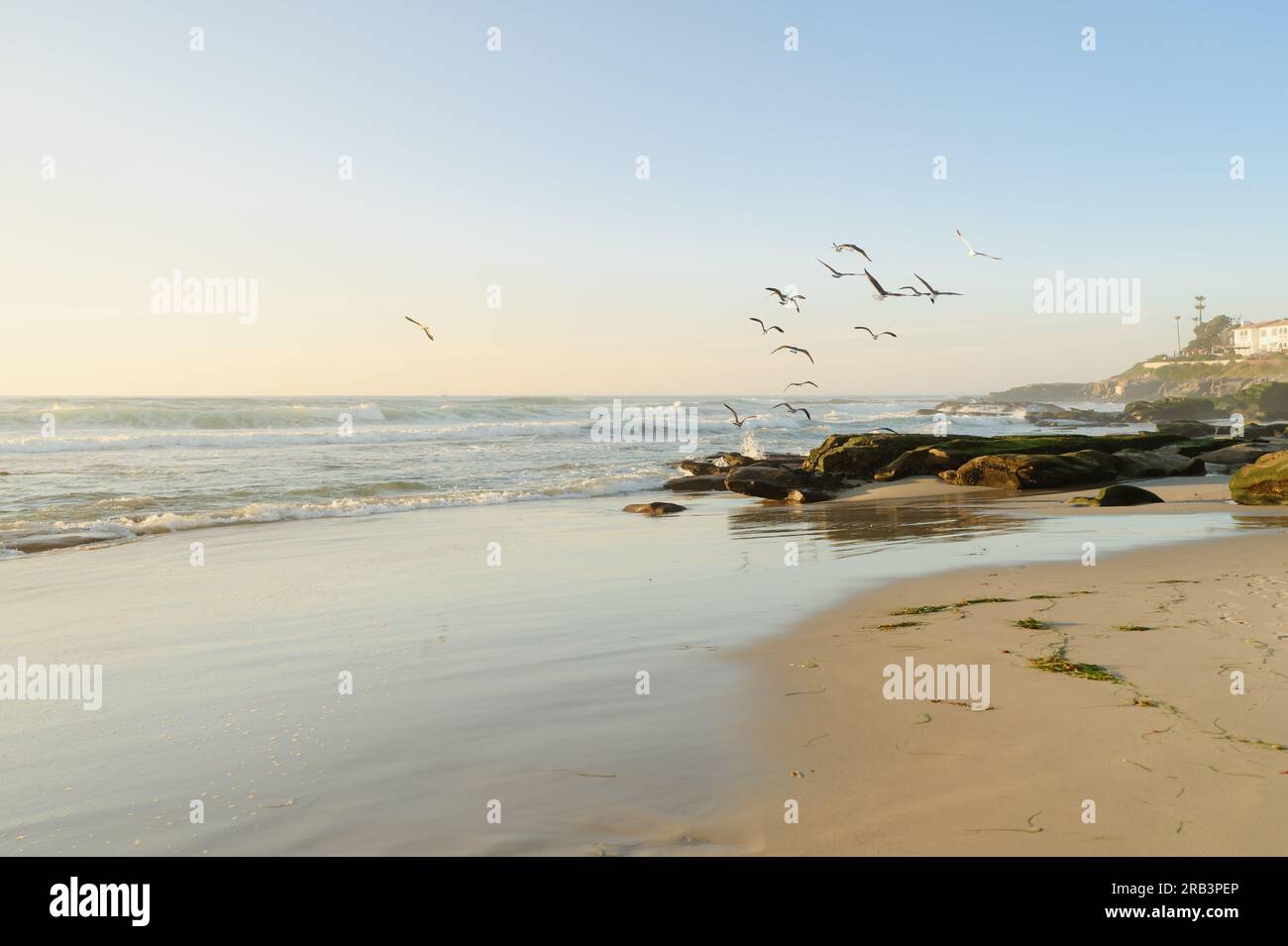 Seagulenflocke über dem Windansea Beach in La Jolla, Kalifornien Stockfoto