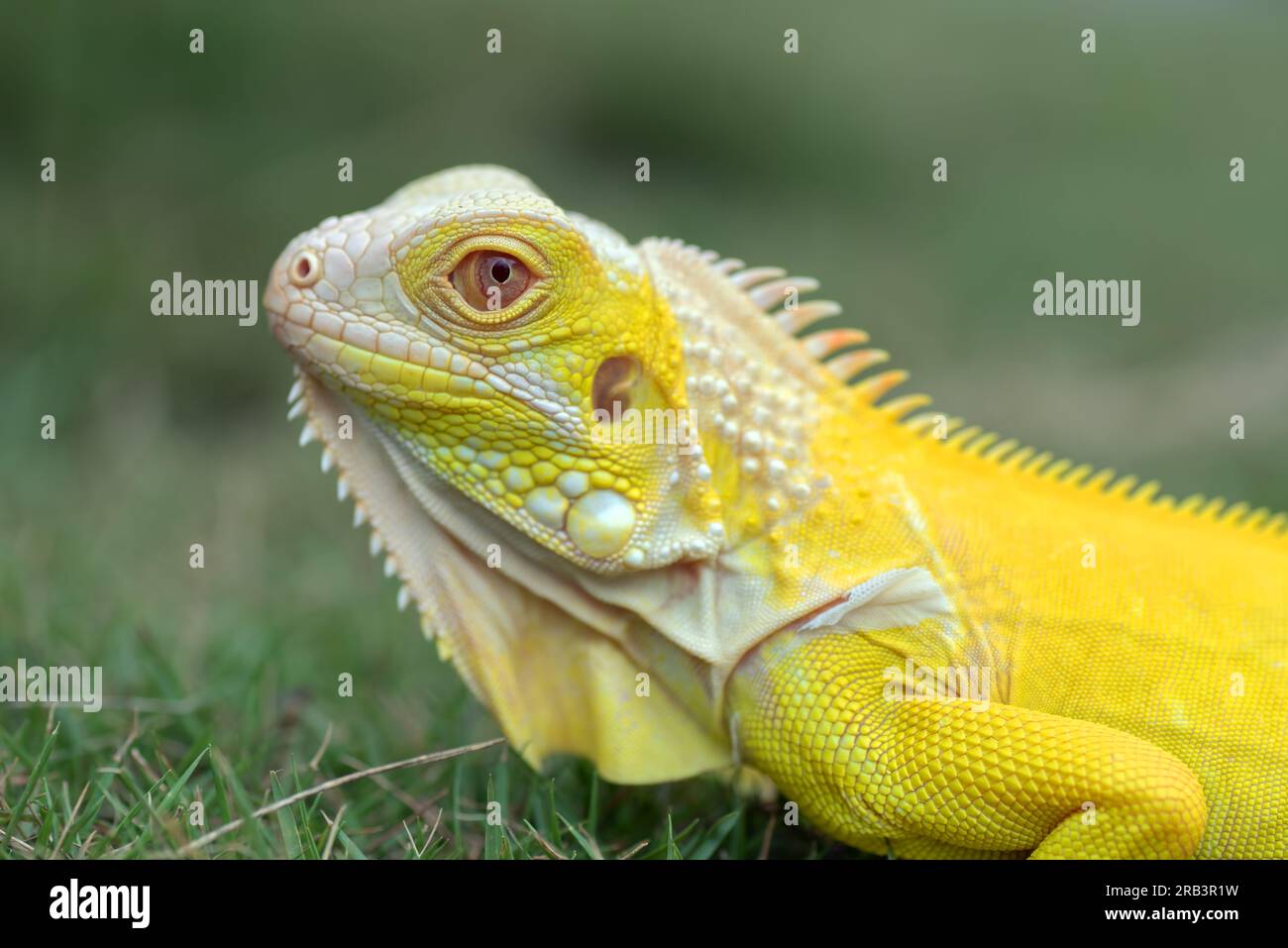 Albino-Leguan (Leguan-Leguan) auf einem Gras Stockfoto