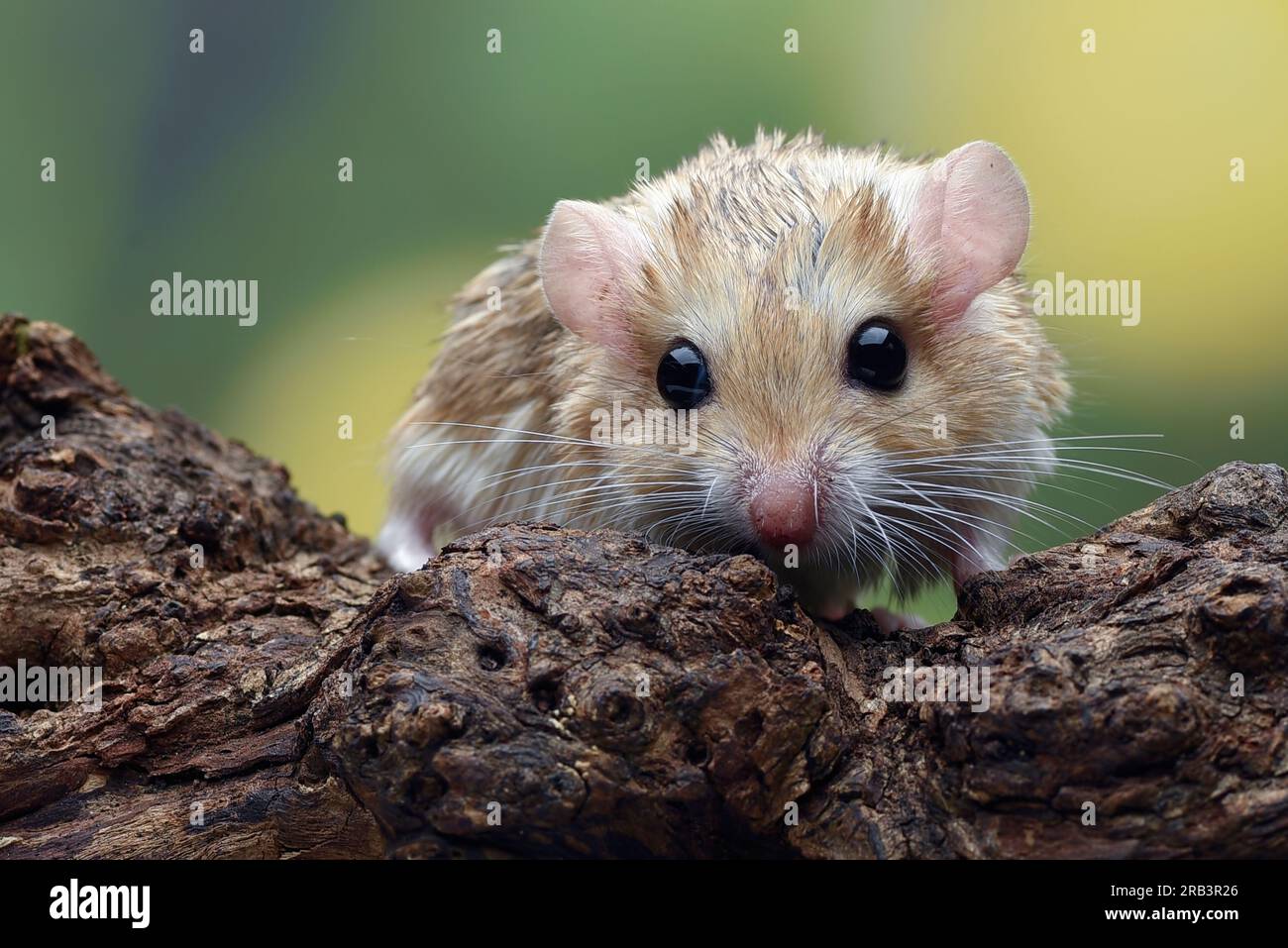 Nahaufnahme von Fettschwanzgerbil (Pachyuromys duprasi) Stockfoto