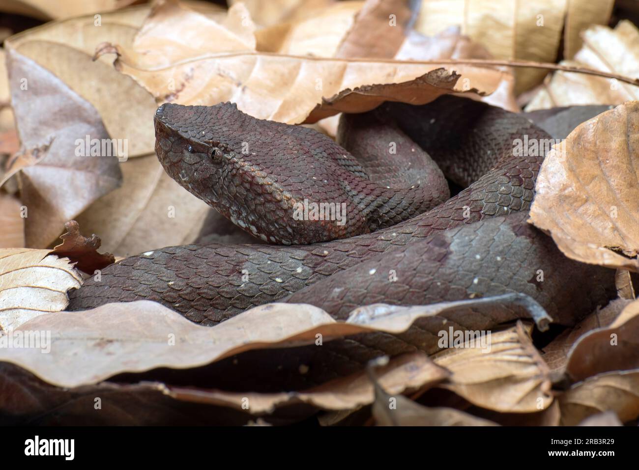 Eine Grubenotter mit flacher Nase versteckt sich in einem Laub Stockfoto