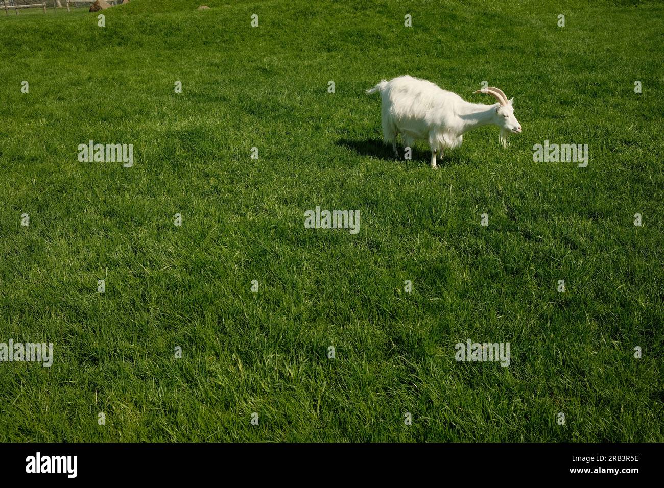 Weiße Ziege grast auf grüner Wiese Stockfoto