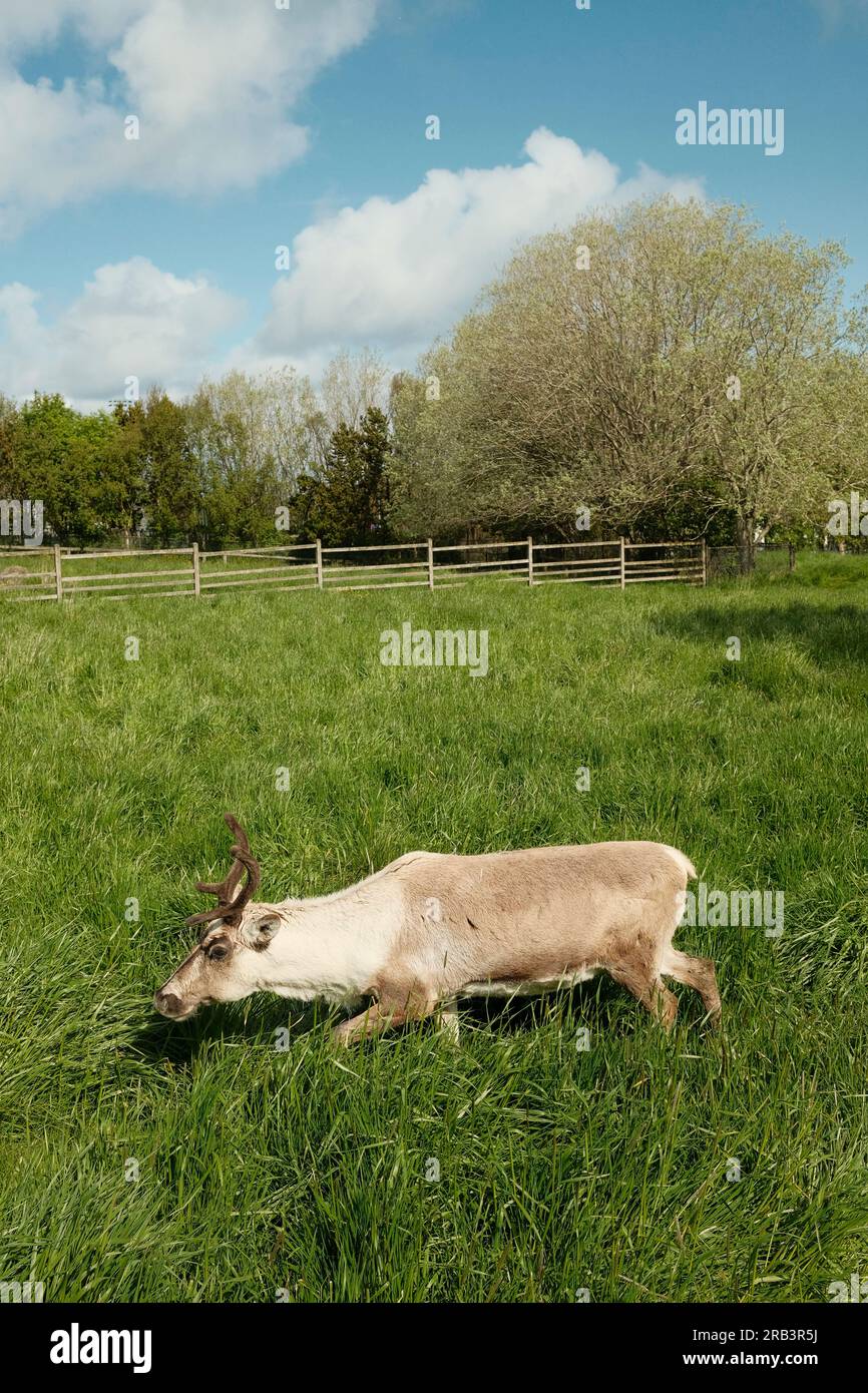 Kleine Rentiere, die auf einem grasbedeckten Feld spazieren Stockfoto