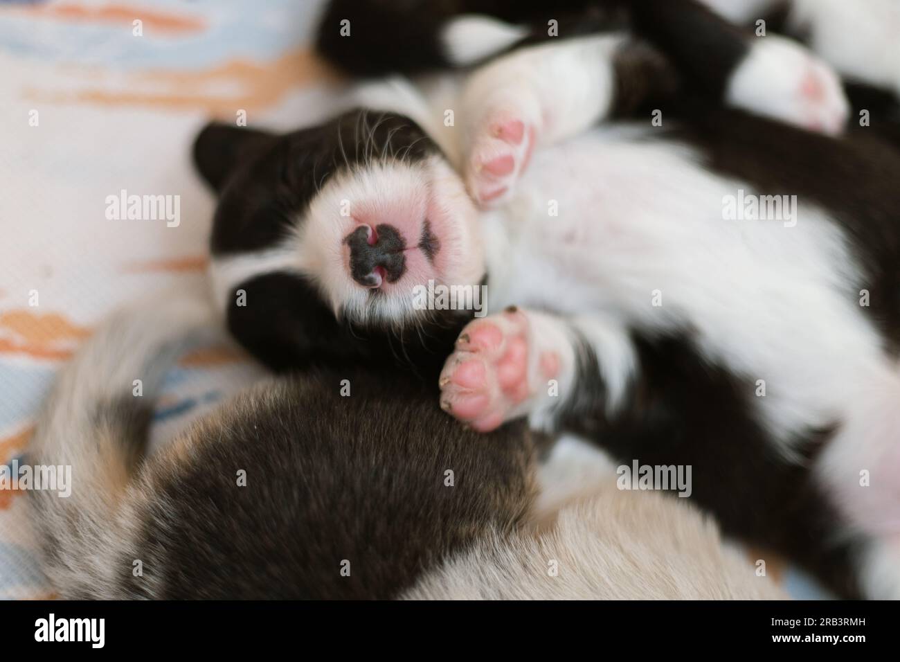 Walisische Corgi-Strickjacke, die aus der Nähe schläft Stockfoto