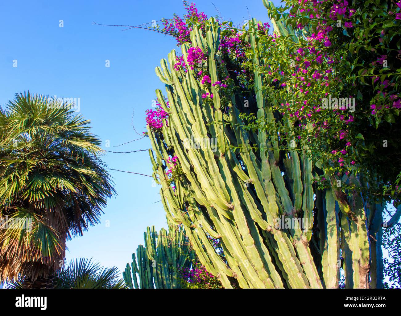 Morgenblick auf tropische Vegetation mit Palmenblättern, Baumarten und blühendem Baum mit violetten Blumen, vielfältige Natur im Sommer. Stockfoto