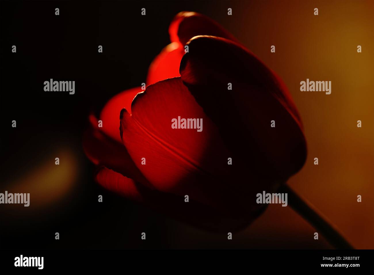 Rote Tulpe auf dunklem Hintergrund Stockfoto