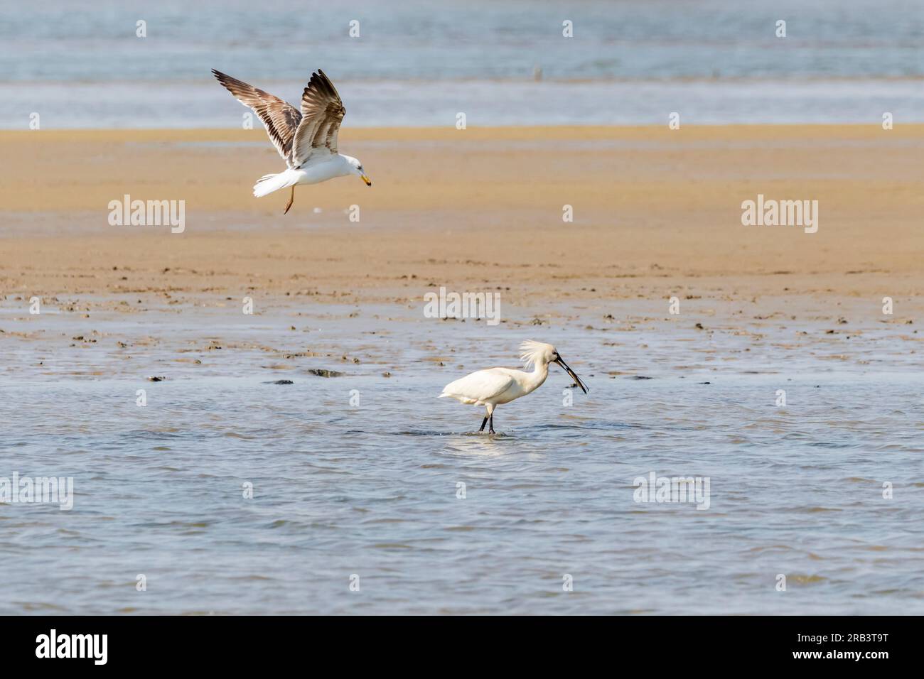 Eine Möwe attackiert einen eurasischen Löffelchen und frisst einen Fisch am Strand Stockfoto