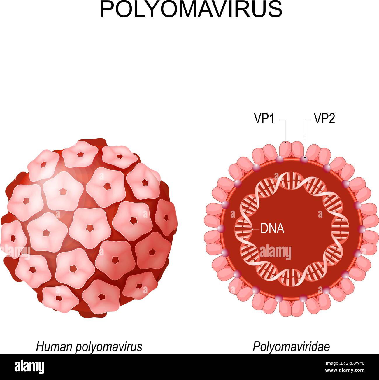Struktur der Polyomaviren. Vorderansicht und Querschnitt der Virion Polyomaviridae. Viren, die Krebs verursachen. vektordarstellung. Isoliert auf weiß Stock Vektor