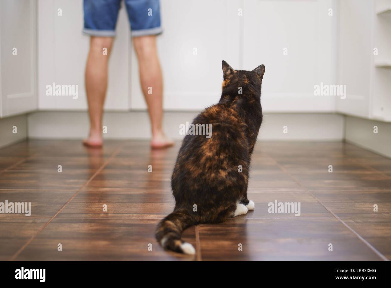 Rückansicht eines neugierigen Katzens, der seinen Tierbesitzer beobachtet, während er in der Küche zu Hause Nahrung zubereitete. Stockfoto