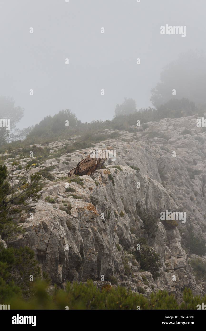 Landschaft von Alt de les Pedreres in Alcoy mit Nebel und einer Gruppe von Aasfressern, Spanien Stockfoto