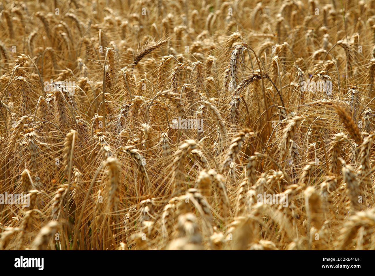 Gerstenohren auf dem Feld. Gezüchteter Roggen mit wunderschönen Goldspitzen. Stockfoto