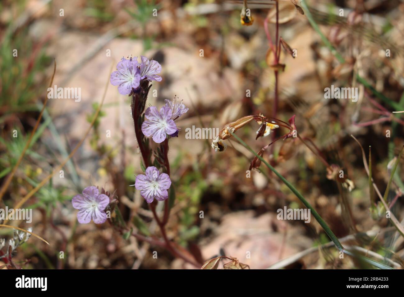 Transversales Skorpionweed, Phacelia Exilis, ein einheimisches jährliches Kraut mit skorpioiden Zymblüten im Frühling in den San Bernardino Mountains. Stockfoto