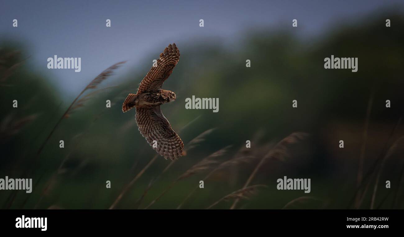 Athene noctua fliegt am frühen Abend über die Wiese und sucht nach Essen, das beste Foto. Stockfoto