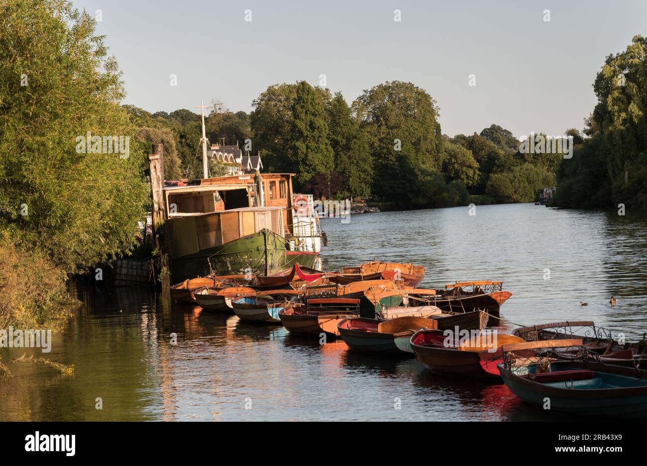 Ruderboote in der Nähe der Richmond Bridge an der Themse in Richmond-upon-Thames, London, England, Großbritannien Stockfoto