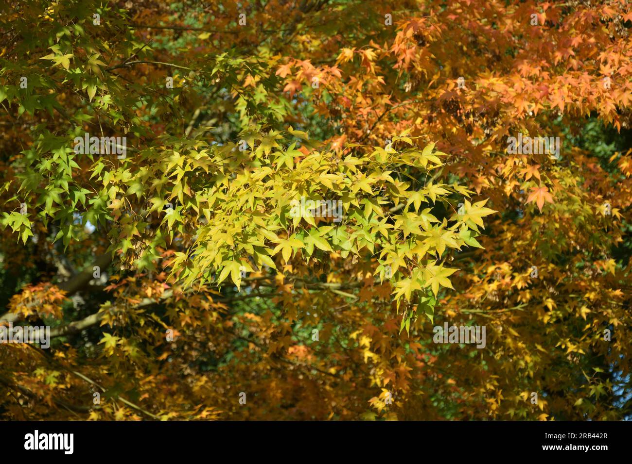 Farbenfrohe Herbstblätter auf dem Zweig am sonnigen Nachmittag im Park Stockfoto