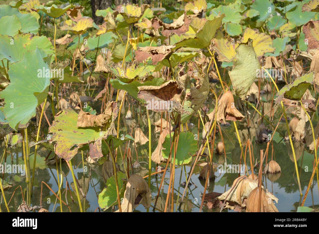 Eine Gruppe verwelkter Lotusblätter im Wasser am sonnigen Nachmittag Stockfoto