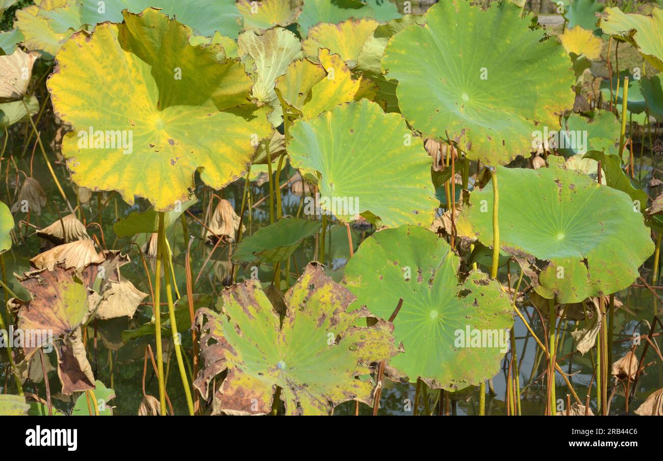 Eine Gruppe grüner und gelber Lotusblätter auf dem Wasser am sonnigen Morgen Stockfoto