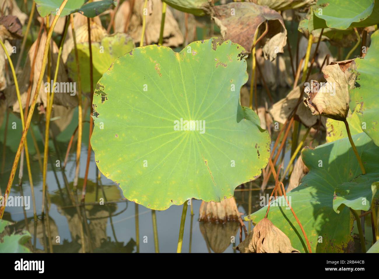 Ein grünes Lotusblatt im Teich am sonnigen Morgen Stockfoto