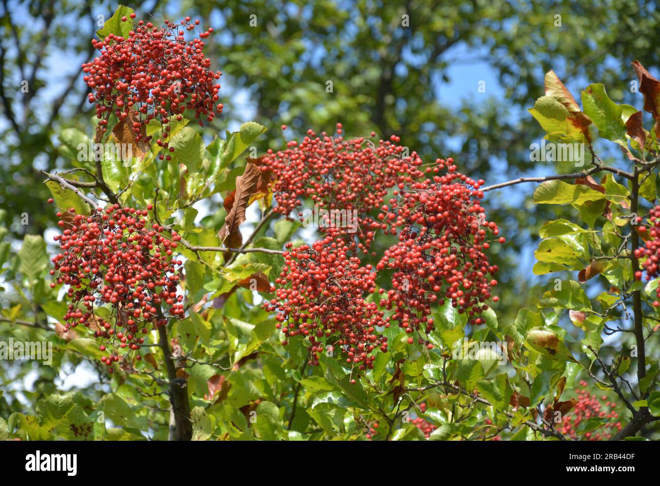 Eine Gruppe roter Beeren auf dem Zweig am sonnigen Herbsttag Stockfoto