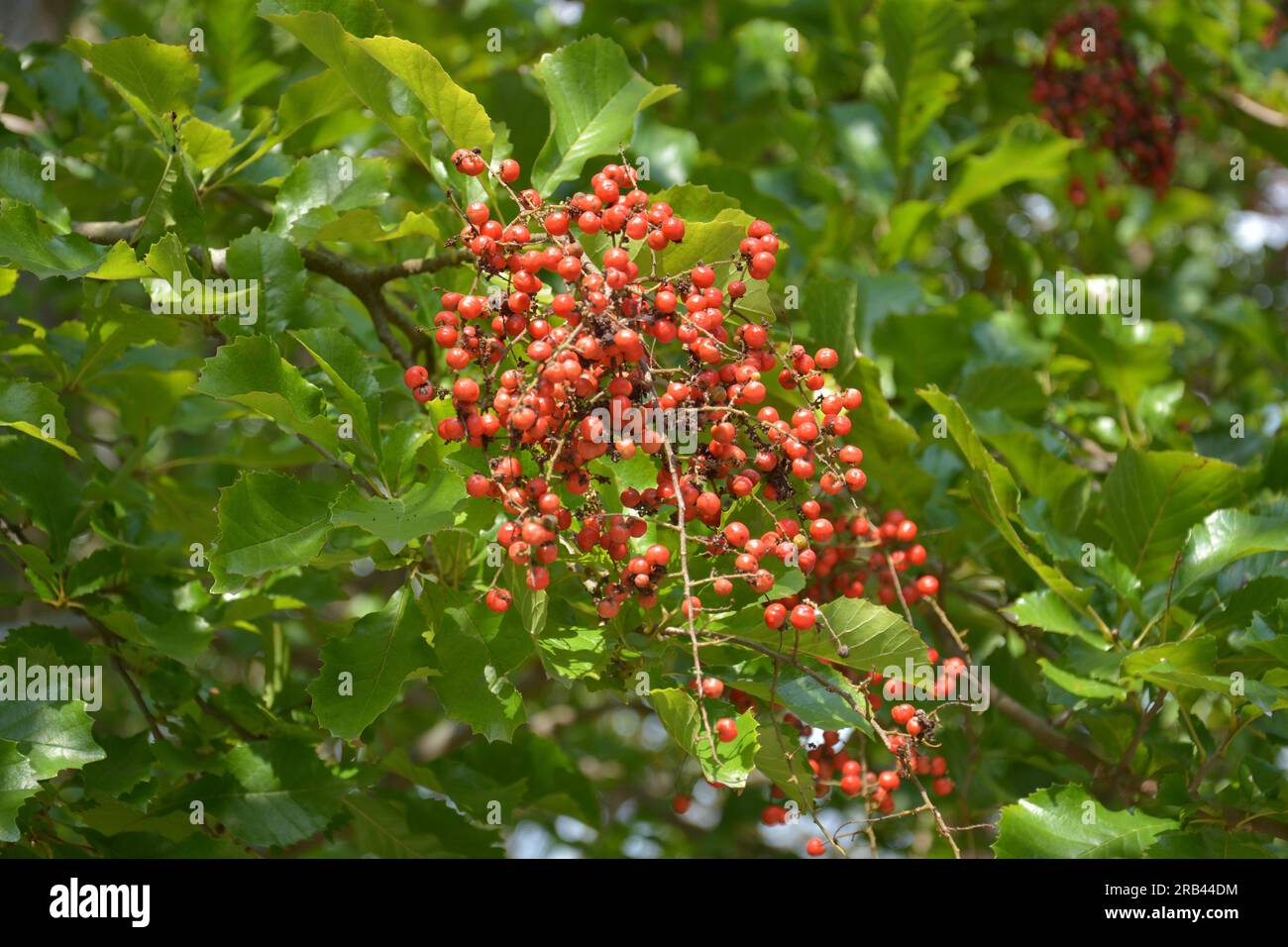 Ein Zweig roter Beeren im Busch an sonnigen Tagen Stockfoto