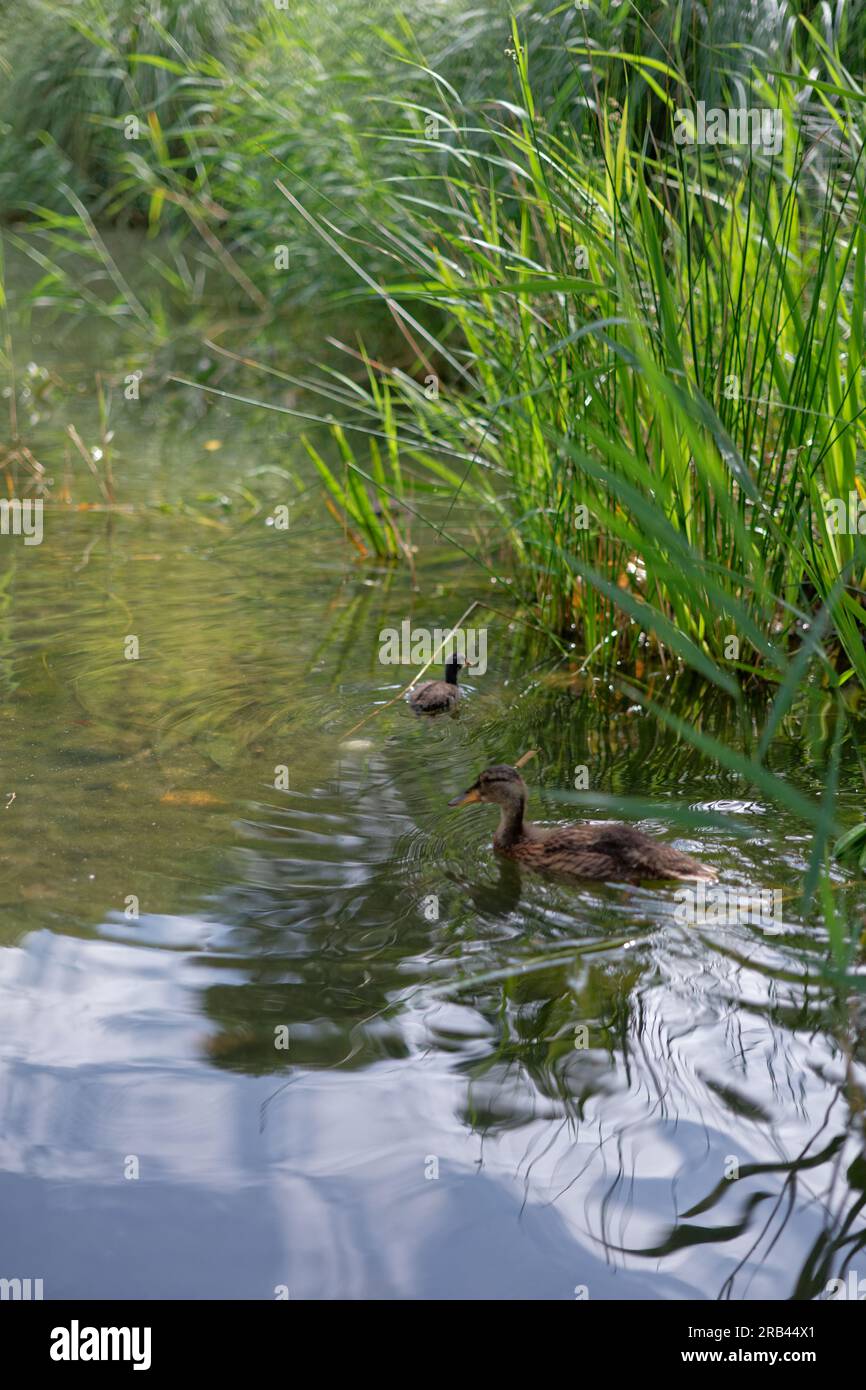 Calouste Gulbenkian Gardens, Lissabon, Portugal Stockfoto