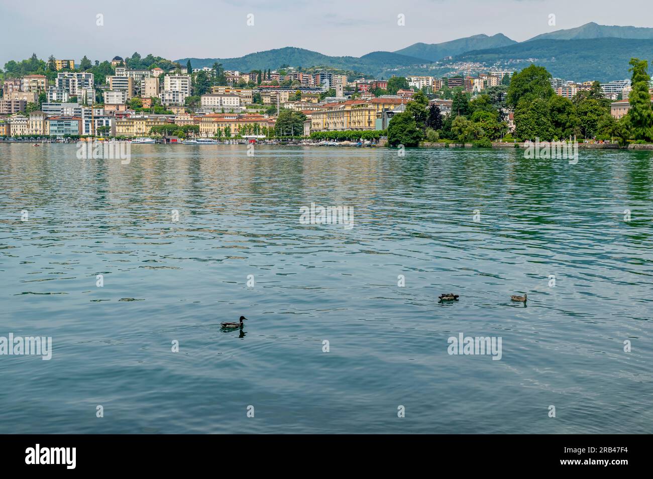 Stockenten am Luganer See, Schweiz, im Ciani Park, mit der Skyline der Stadt im Hintergrund Stockfoto