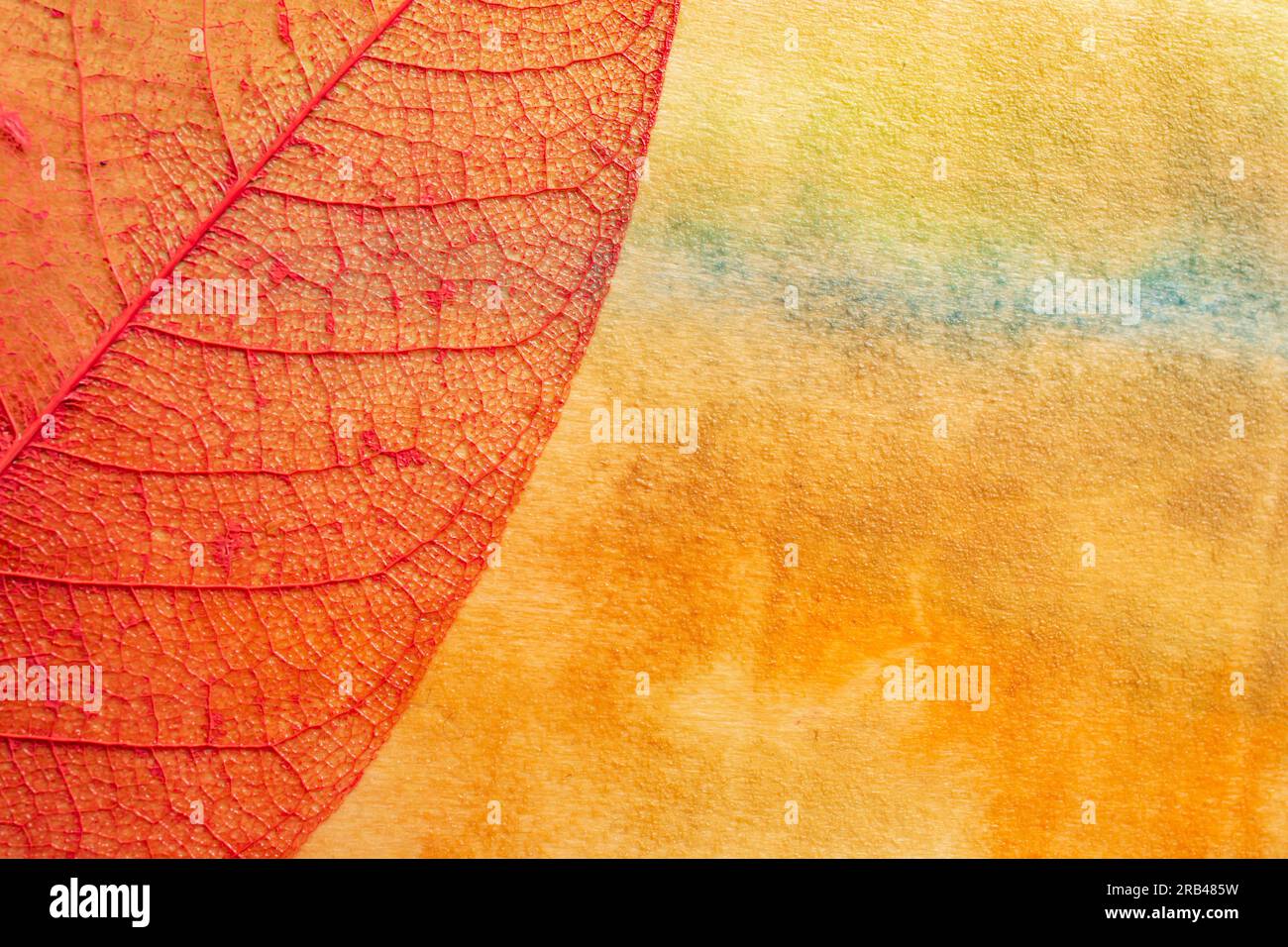 Rotes Skelettblatt auf orangefarbenem, wasserfarbenem Hintergrund, abstrakte Hintergrundfotografie Stockfoto