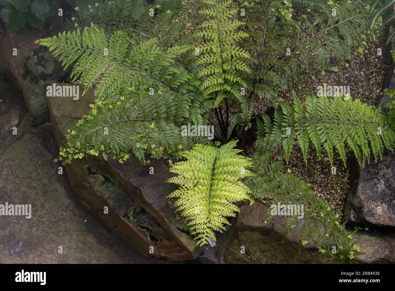 Nahaufnahme von Huhn und Hühnerfarnblatt (Asplenium Bulbiferum). Asplenium bulbiferum wächst häufig in den meisten Buschgebieten Neuseelands. Stockfoto