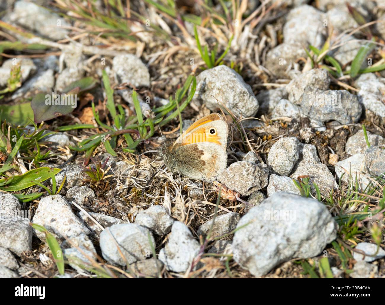 Die kleine Heide ist oft schwer zu sehen. Selten im Ruhezustand ziehen sie oft den Vorderflügel nach unten, der den markanten Augenwinkel bedeckt. Stockfoto