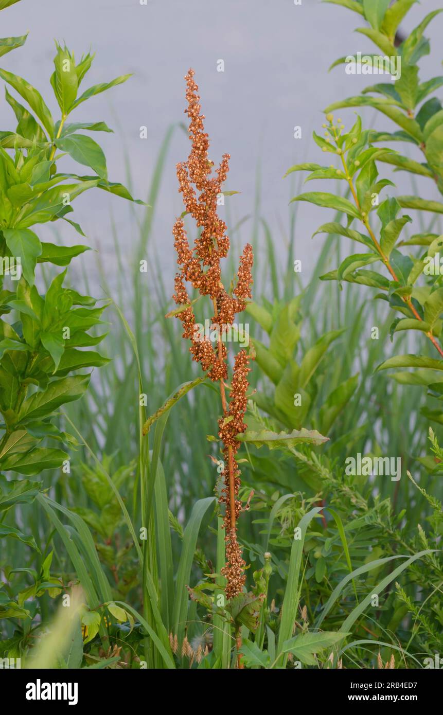 Curly Dock, Rumex Crispus, Obst Stockfoto