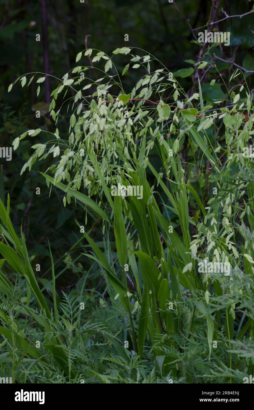 Indische Holzlatten, Chasmanthium latifolium Stockfoto