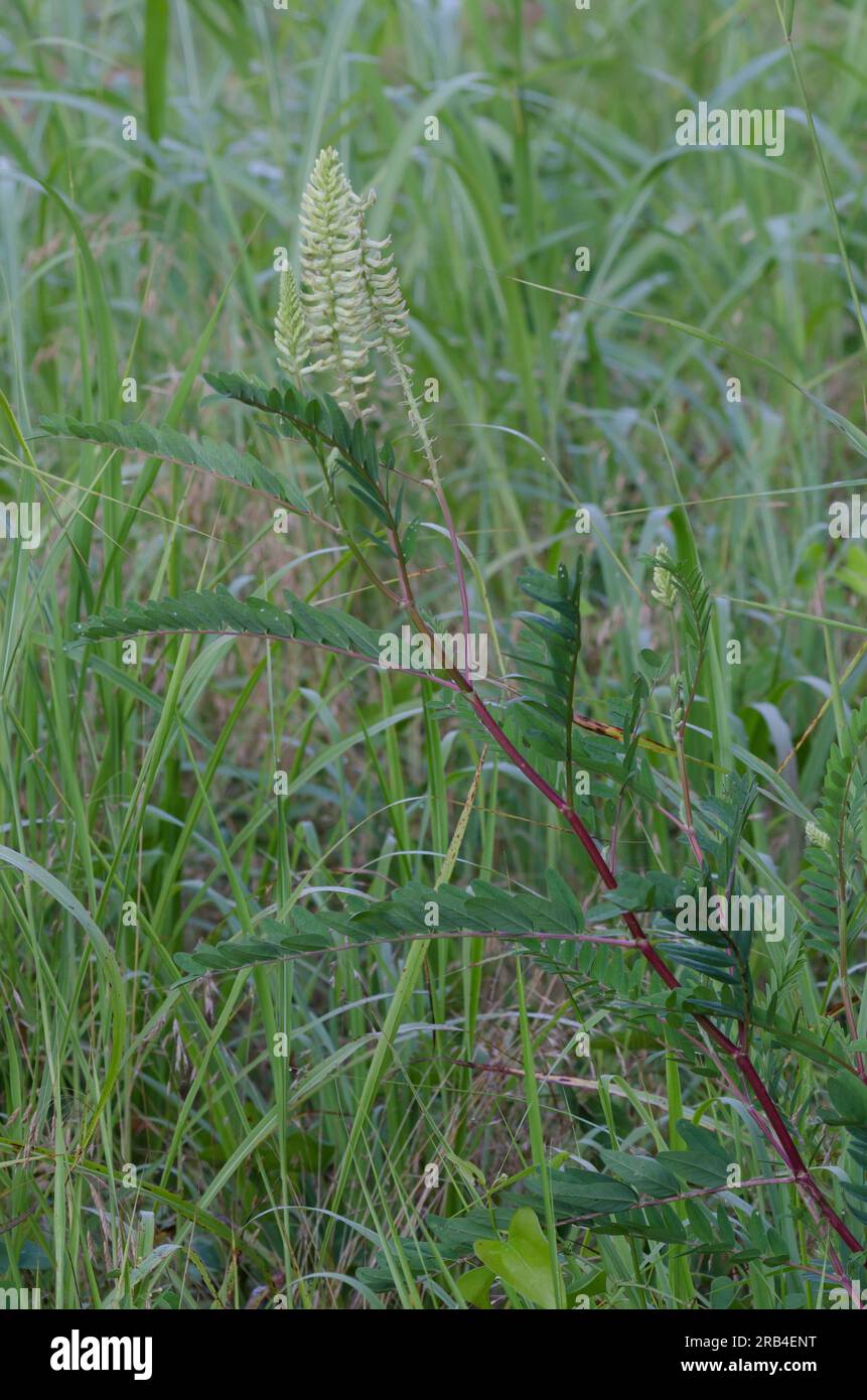 Kanadischer Milchkätzel, Astragalus canadensis Stockfoto