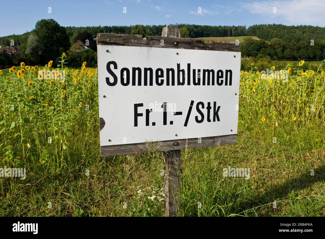 Verkauf-Sonnenblumen Stockfoto