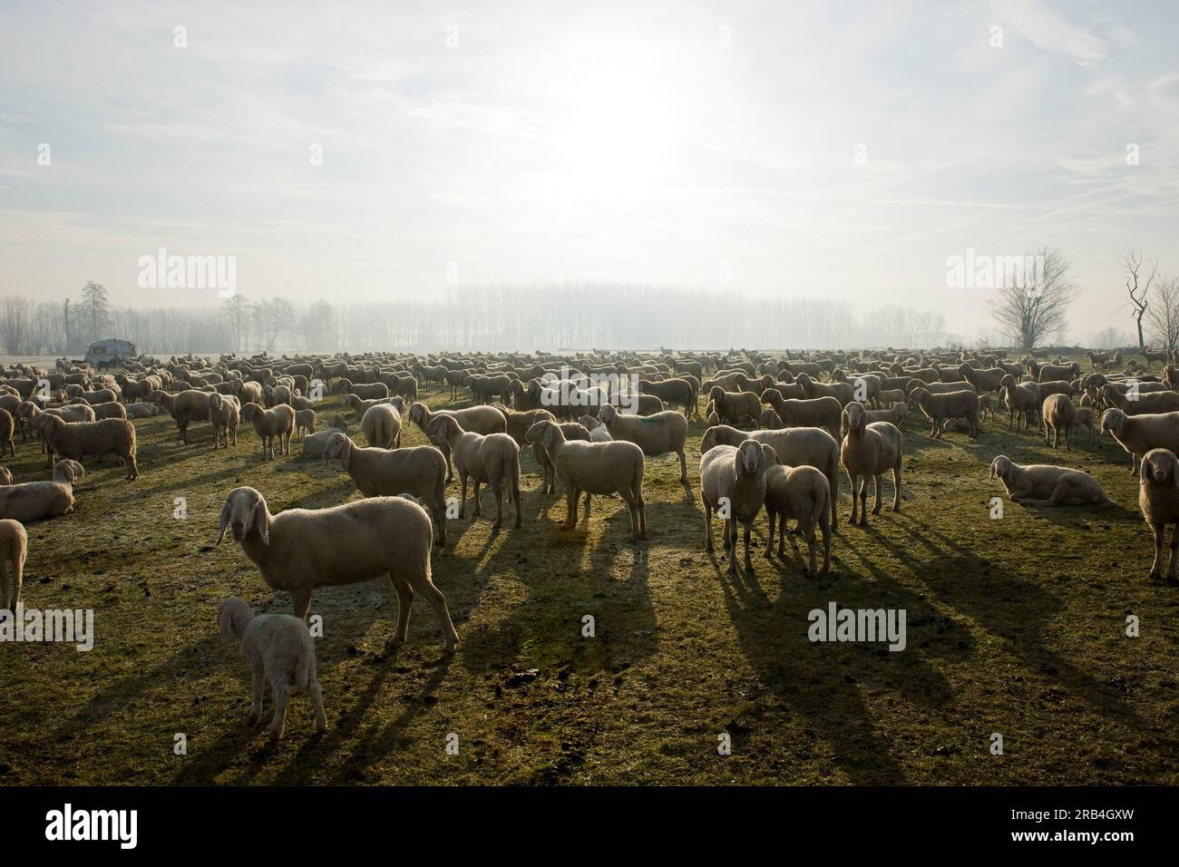 Schaf-Herde, castelletto di cuggiono, lombardei, italien Stockfoto