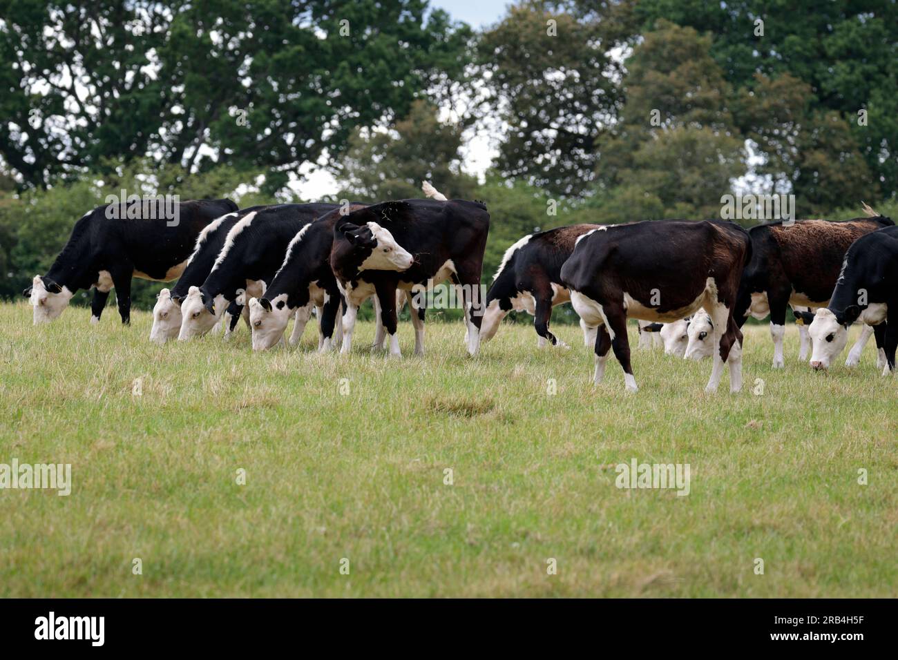 Rinder, die im Sommer auf Ackerland weiden im vereinigten königreich, schwarzweiße Herden, die sich von Gras ernähren, Nutztiere, die für Lebensmittelfleisch aufgezogen werden oder Milch und Milcherzeugnisse trinken Stockfoto