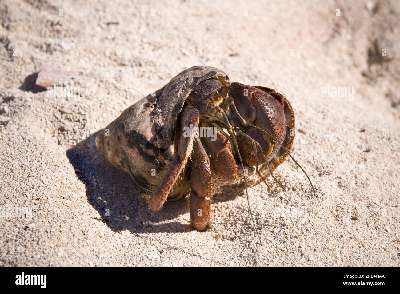 Einsiedlerkrebse, ancon Bay, kuba Stockfoto