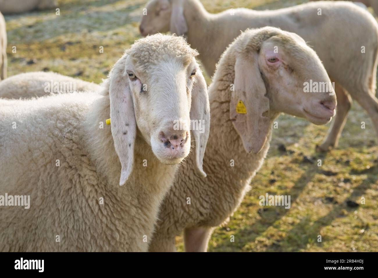 Sheeps, castelletto di cuggiono, lombardei, italien Stockfoto