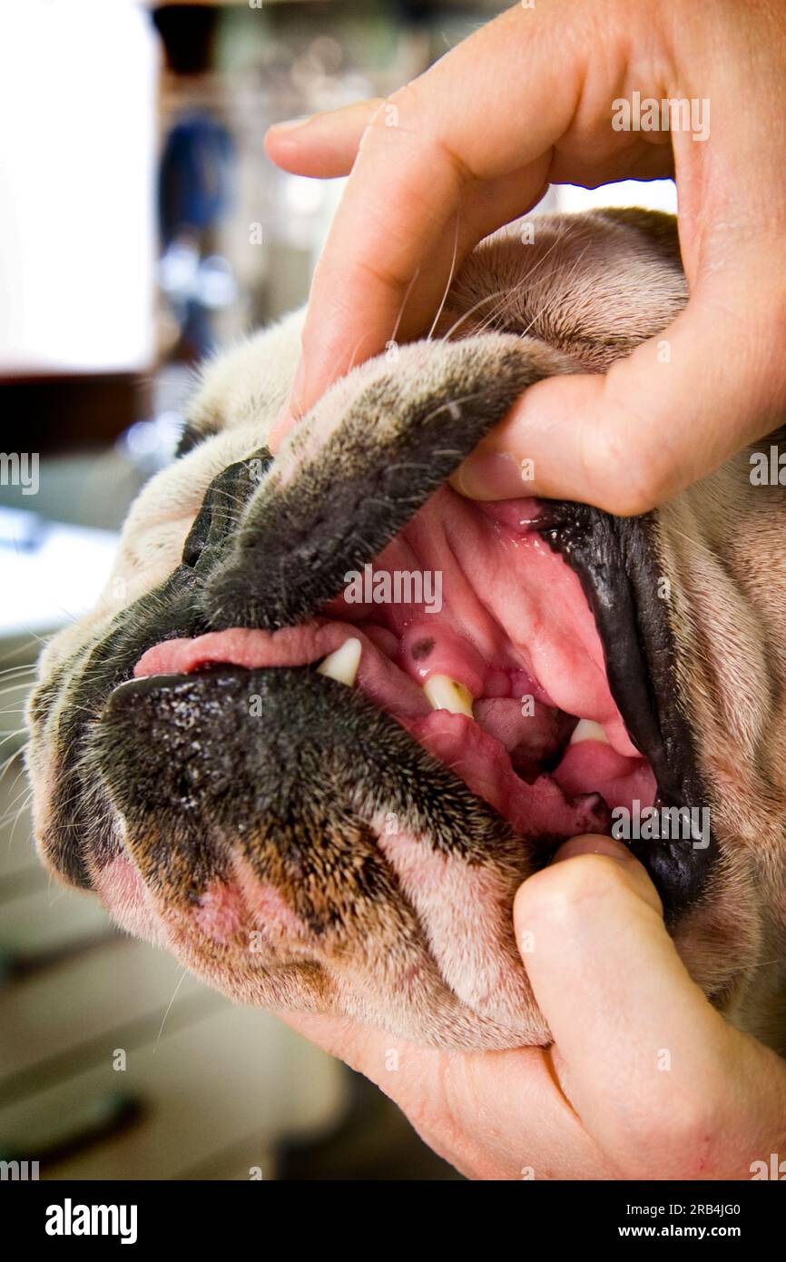 Tierarzt Stockfoto