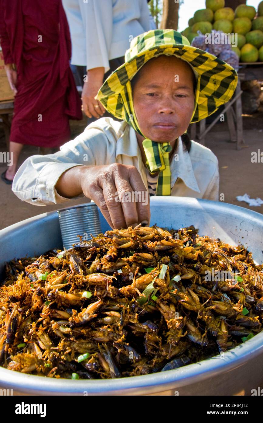 Gebratene Heuschrecken. Skun-Markt. Umgebung von Siem Reap. Kambodscha Stockfoto