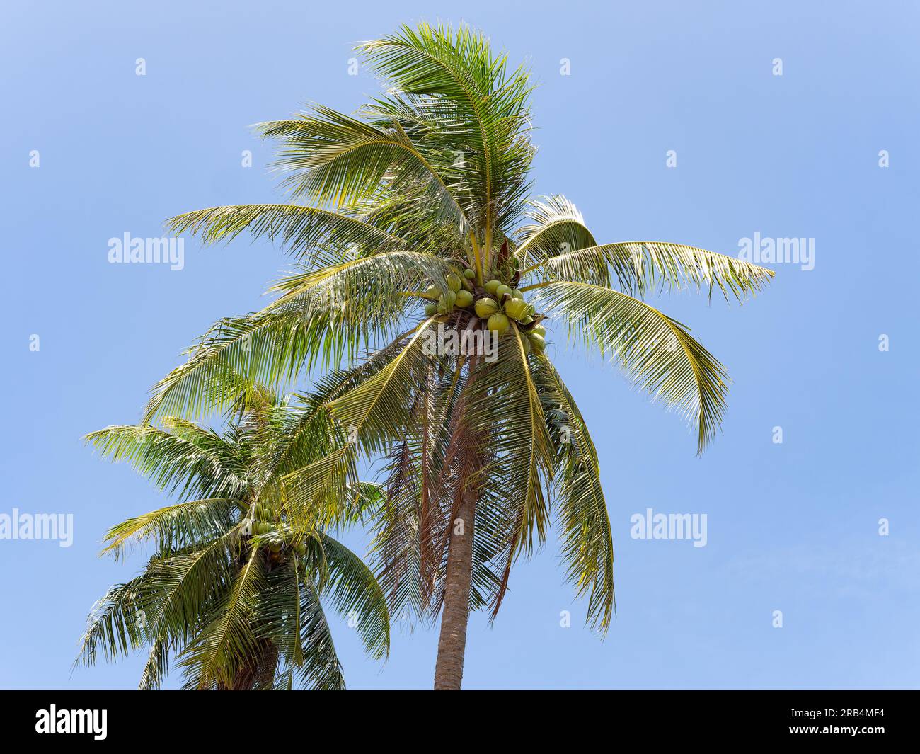 Zwei Palmen auf der Kokosnussplantage in Huai Yai, der Provinz Chonburi in Thailand. Stockfoto