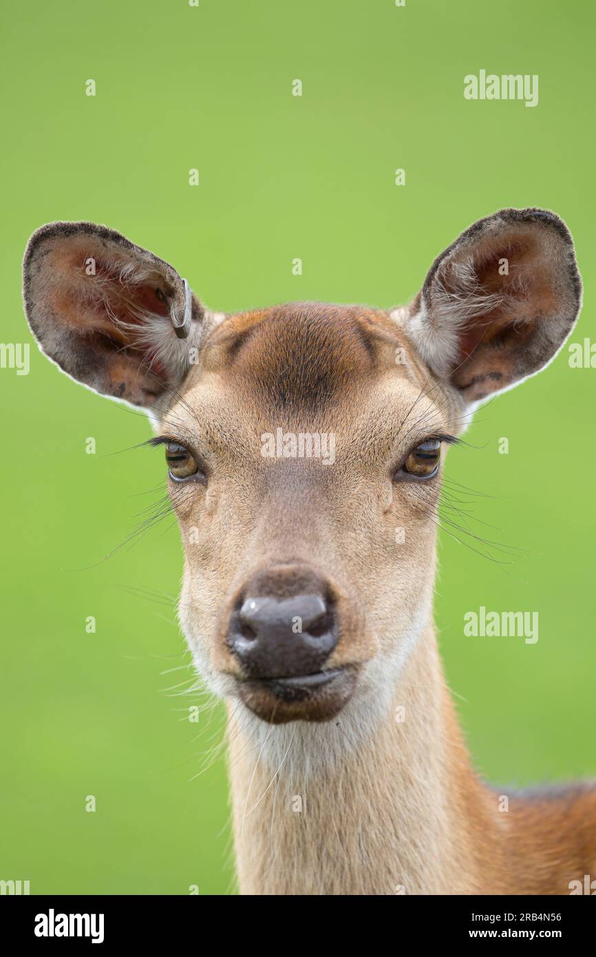 Nahaufnahme eines jungen Hirschkopfes mit großen Ohren und langen Wimpern Stockfoto