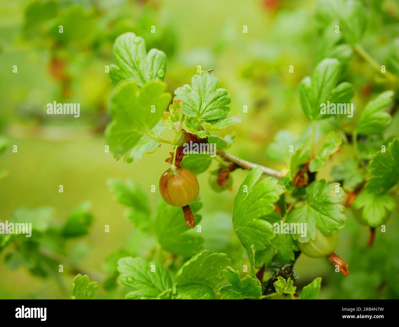 Stachelbeeren Ast Garten Blätter Detailansicht Makrofarm Blüten Frühling Obstbaum Knospen Garten Frühlingsbäume Ribes U Stockfoto