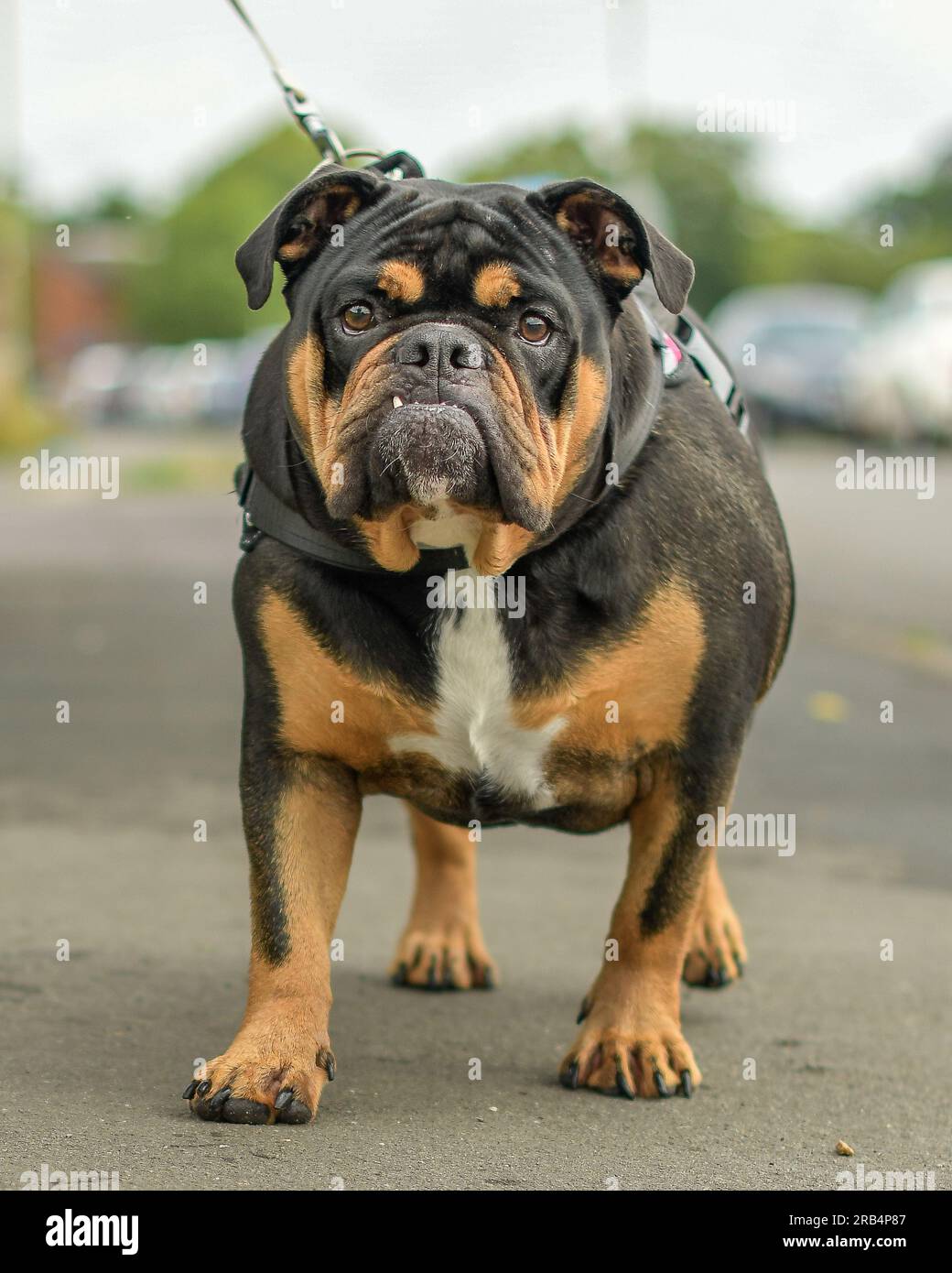 Englische Bulldogge Stockfoto